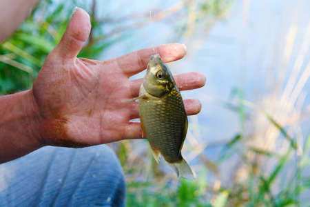 Caught carp or crucian in the hands of an anglerの写真素材
