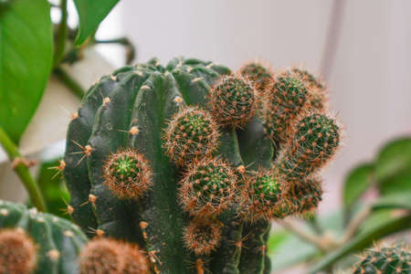 Echinopsis cactus with offshoots of babies or pups. Echinopsis calochlora. Selective focusの写真素材