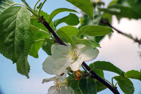 White apple blossoms on a branch in the gardenの写真素材