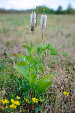 Wild medicinal plant plantain. Plantago maxima. Selective focusの写真素材