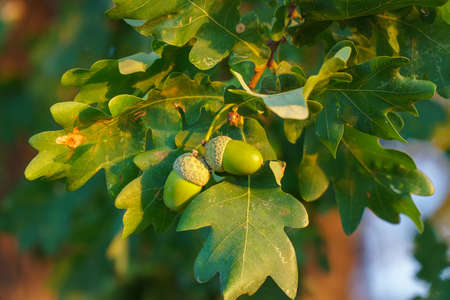 Ripe acorns on oak branches among green leavesの写真素材