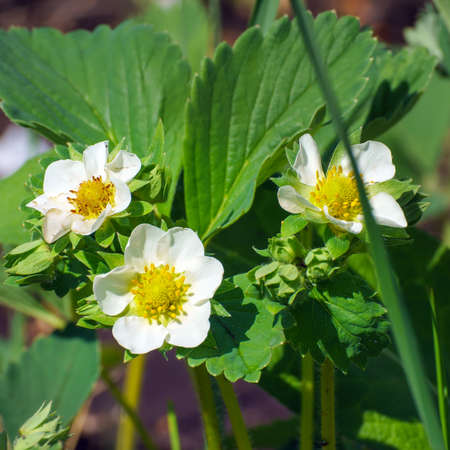 White strawberry flowers on a garden bedの写真素材