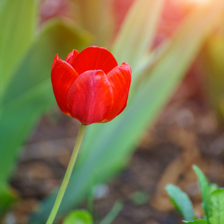 Red tulip in the garden on a natural backgroundの写真素材