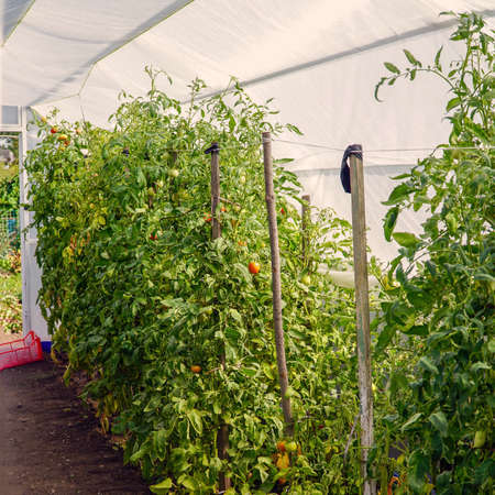 Tomato bushes grow in a homemade greenhouseの写真素材