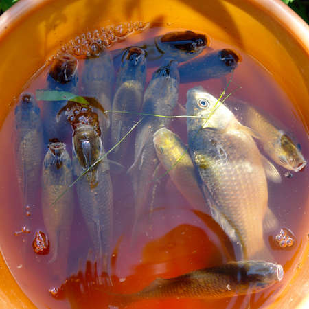Silver carp or crucian in a bucket of waterの写真素材