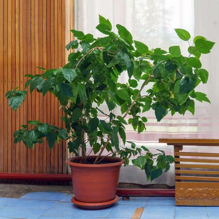 A large Hibiscus or Chinese rose bush with green leaves in a pot in the roomの写真素材