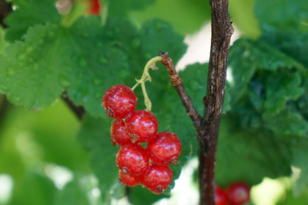 Red currant berries in dew drops on a bush in the gardenの写真素材