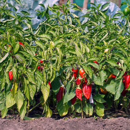 Red ripe peppers in the garden in sunlightの写真素材