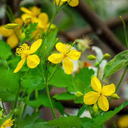 Wild yellow celandine flowers on a natural backgroundの写真素材