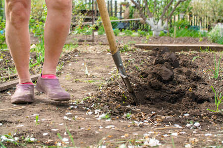 A woman in galoshes digs the soil of the garden for planting plants in the beds. Land cultivation in the gardenの写真素材