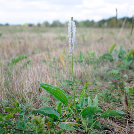 Wild medicinal plant plantain. Plantago maxima. Selective focusの写真素材
