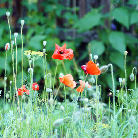 Red poppy flowers on the garden bedの写真素材