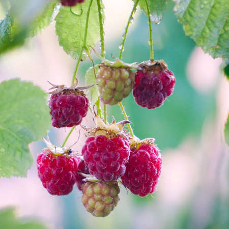Red raspberries are slowly swaying on the bushの写真素材