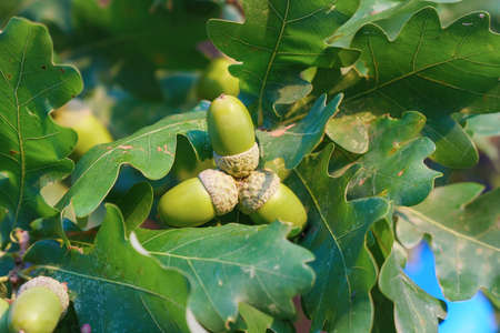 Ripe acorns on oak branches among green leavesの写真素材