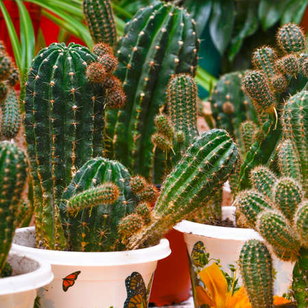 Various cacti in pots on the table in the room. Selective focusの写真素材