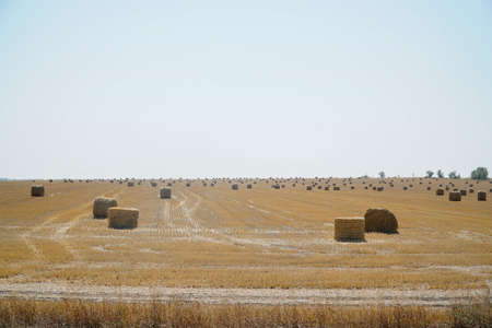 Hay in rolls on a mown fieldの写真素材