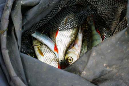 Caught Fish on the shore in a fishing cage. Rudd - Scardinius erythrophthalmusの写真素材