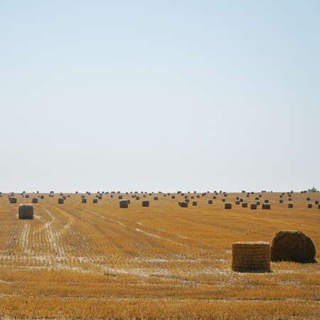 Hay in rolls on a mown fieldの写真素材