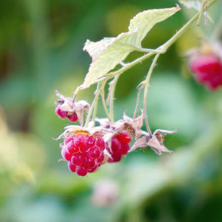 Red raspberries are slowly swaying on the bushの写真素材