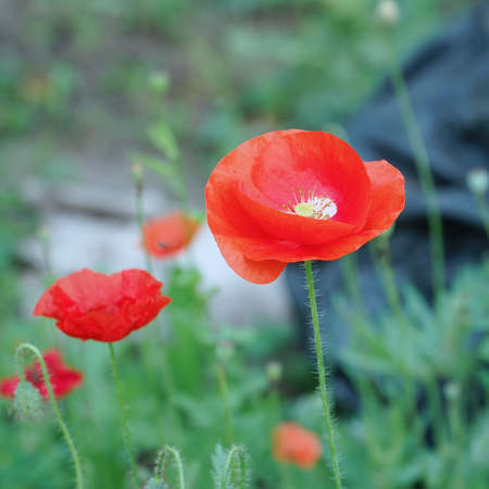 Red poppy flower on the garden bedの写真素材