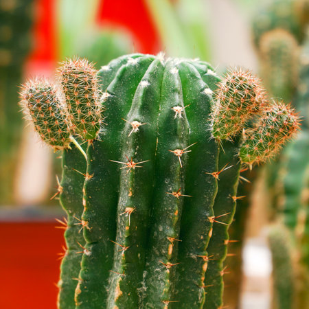 Echinopsis cactus with offshoots of babies or pups. Echinopsis calochlora. Selective focusの写真素材