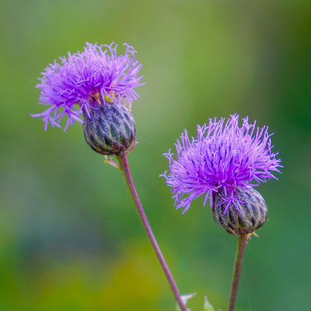 Flower buds of the medicinal plant thistle or milk thistleの写真素材