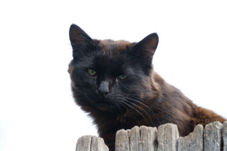 Portrait of a black stray cat on a white backgroundの写真素材