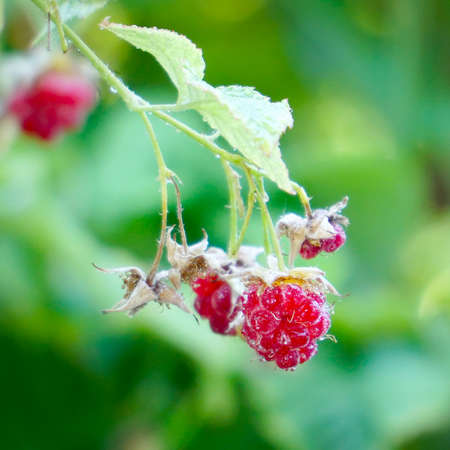 Red raspberries are slowly swaying on the bushの写真素材