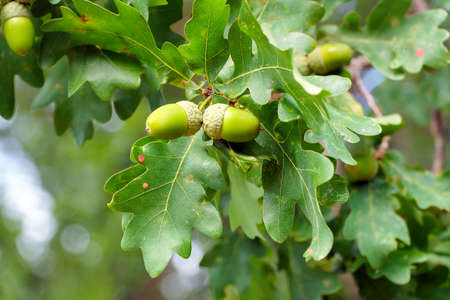 Ripe acorns on oak branches among green leavesの写真素材