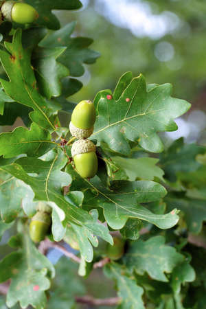 Ripe acorns on oak branches among green leavesの写真素材