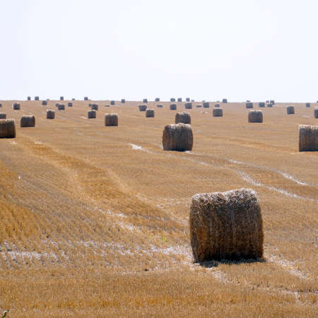 Hay in rolls on a mown fieldの写真素材