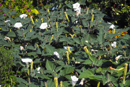 Flowers of white datura in the garden. Selective focus.の写真素材