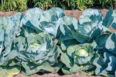 Cabbage on the garden bed. Selective focusの写真素材