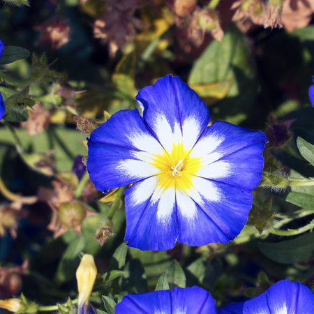 Blue flower morning glory or bindweed on the lawn in the flower garden. Convolvulus Tricolorの写真素材
