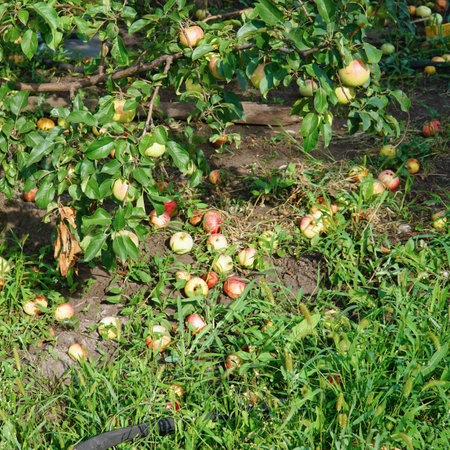 Apples on the ground fallen from the apple tree. Apples under the apple tree. Selective focusの写真素材