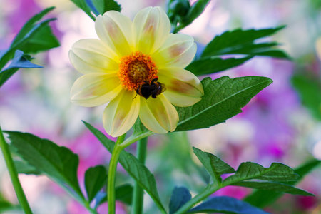 Beautiful Yellow dahlia flower and bumblebee in the garden. Soft focusの写真素材