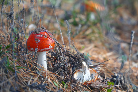 A beautiful fly agaric grows in the forest among the grass in the meadow in the forestの写真素材