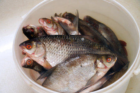 Freshly caught freshwater fish fish in a bucket. Bream in a bucket. Soft focus. Selective focusの写真素材