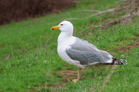 Yellow-legged gulls stand on the road and clean wings and feathers. Larus michahellisの写真素材