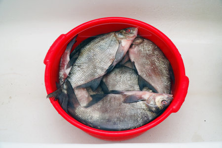 Freshly caught freshwater fish fish in a bucket. Bream in a bucket. Soft focus. Selective focus