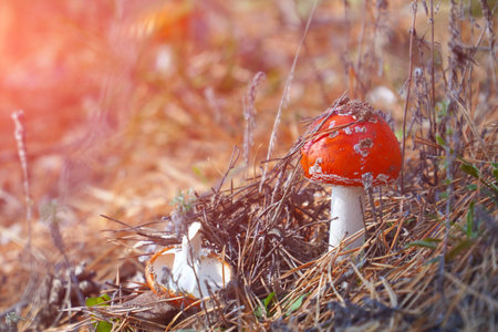 A beautiful fly agaric in sunlight grows in the forest among the grass in the meadow in the forestの写真素材