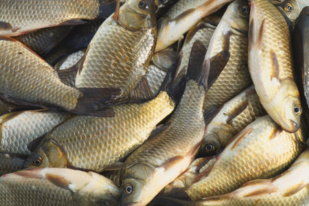 View of freshly caught crucians or carps