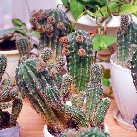 Various cacti in pots on the table in the room. Selective focusの写真素材