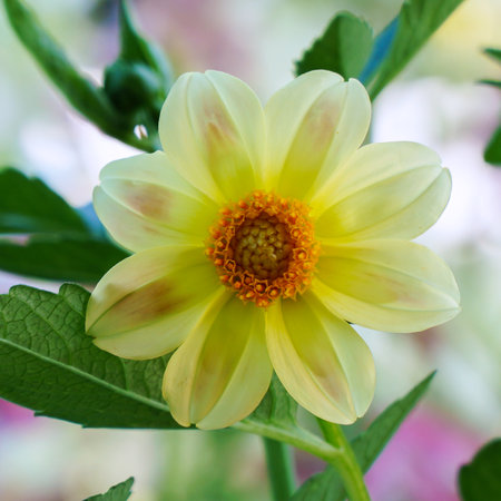 Beautiful Yellow dahlia flower in the garden. Soft focusの写真素材