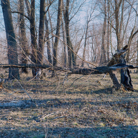 Dry and fallen trees in the forest. Ecological situation. Dead trees, dead woodの写真素材