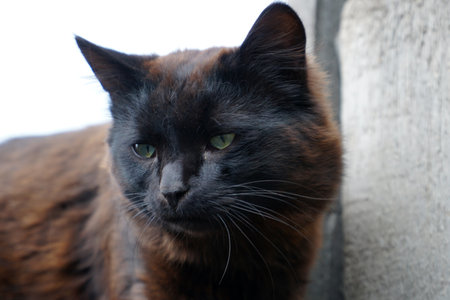 Portrait of a black stray catの写真素材
