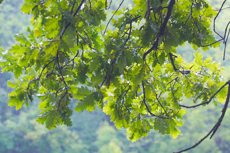 Wet green oak leaves after rain. Drops of water or rain fall on the leaves.の写真素材