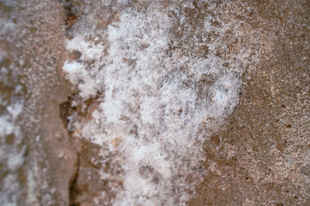 White mold on the wall in a damp basement or dungeon. Selective focusの写真素材