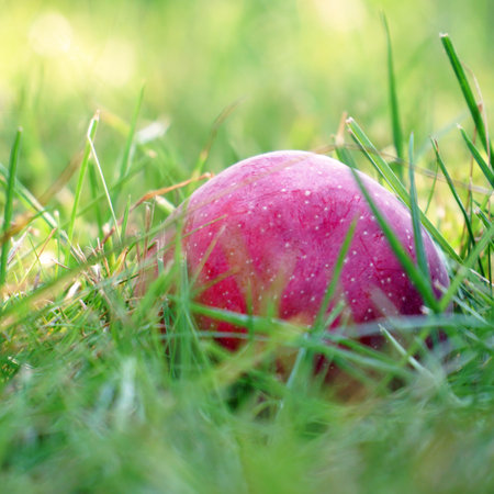 A red ripe apple is like a ball in the green grass. Selective focusの写真素材
