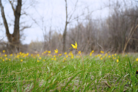 A yellow wild tulip in a green clearingの写真素材